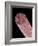 Core of Mechanical Pencil-Micro Discovery-Framed Photographic Print