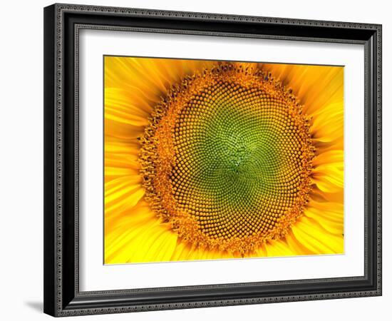 Core of of the Flower, Texture. Sunflower Close-Up. Seeds and Oil. Flat Lay, Top View. Macro-Ian 2010-Framed Photographic Print