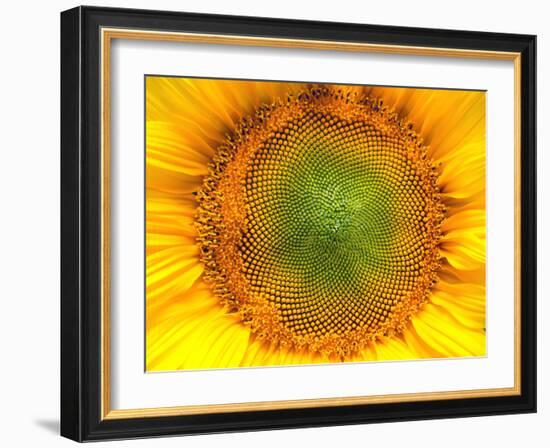 Core of of the Flower, Texture. Sunflower Close-Up. Seeds and Oil. Flat Lay, Top View. Macro-Ian 2010-Framed Photographic Print