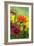 Coreopsis And Gazania-Maria Mosolova-Framed Photographic Print