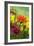 Coreopsis And Gazania-Maria Mosolova-Framed Photographic Print