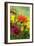 Coreopsis And Gazania-Maria Mosolova-Framed Photographic Print