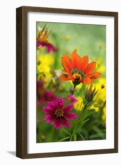 Coreopsis And Gazania-Maria Mosolova-Framed Photographic Print