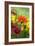 Coreopsis And Gazania-Maria Mosolova-Framed Photographic Print