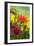 Coreopsis And Gazania-Maria Mosolova-Framed Photographic Print