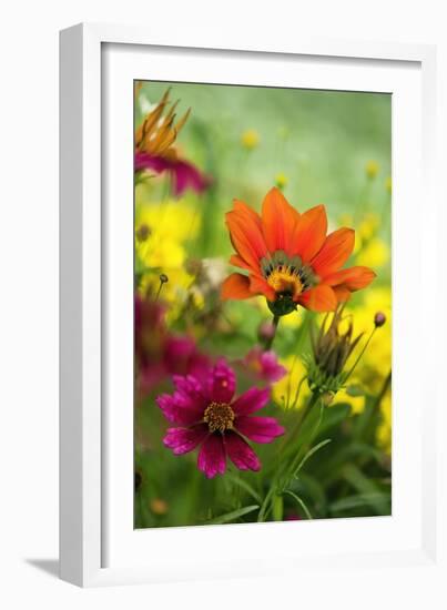 Coreopsis And Gazania-Maria Mosolova-Framed Photographic Print