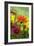 Coreopsis And Gazania-Maria Mosolova-Framed Photographic Print