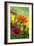 Coreopsis And Gazania-Maria Mosolova-Framed Photographic Print