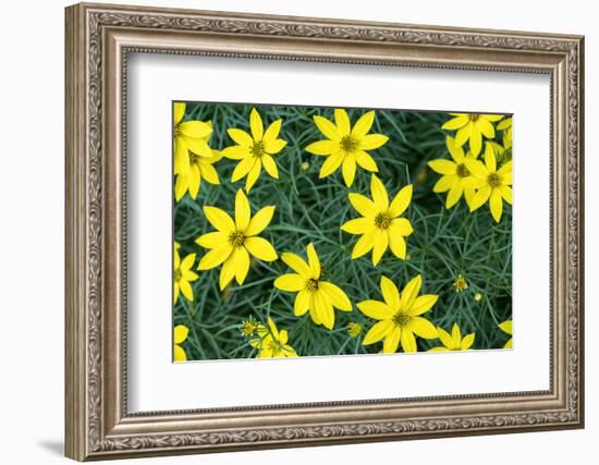 Coreopsis, USA-Lisa Engelbrecht-Framed Photographic Print