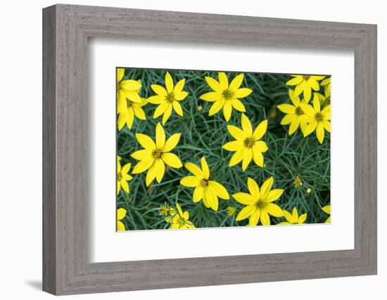 Coreopsis, USA-Lisa Engelbrecht-Framed Photographic Print