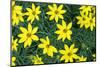 Coreopsis, USA-Lisa Engelbrecht-Mounted Photographic Print