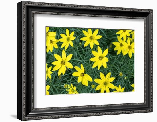 Coreopsis, USA-Lisa Engelbrecht-Framed Photographic Print