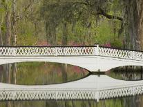 Tree Branch and Spanish Moss, Magnolia Plantation, Charleston, South Carolina, USA-Corey Hilz-Photographic Print