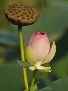 Image result for lotus buds pictures 225 x 300