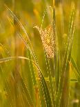 Group of Ornamental Grass Heads, Arlington, Virginia, USA-Corey Hilz-Photographic Print