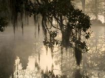 Tree Branch and Spanish Moss, Magnolia Plantation, Charleston, South Carolina, USA-Corey Hilz-Framed Premier Image Canvas