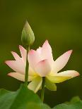 White Lotus With Pink Tips, Kenilworth Aquatic Gardens, Washington DC, USA-Corey Hilz-Framed Photographic Print