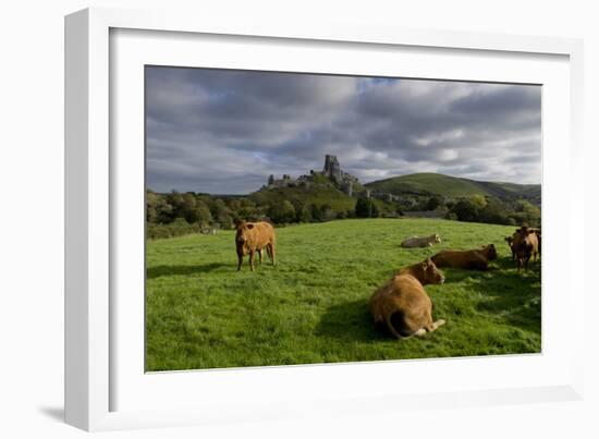 Corfe cows-Charles Bowman-Framed Photographic Print