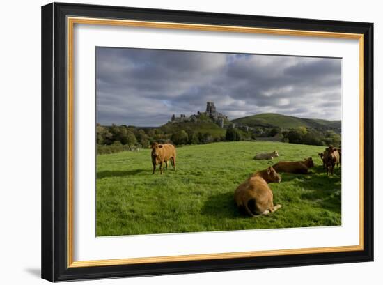 Corfe cows-Charles Bowman-Framed Photographic Print