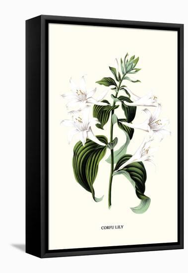 Corfu Lily-Louis Van Houtte-Framed Stretched Canvas