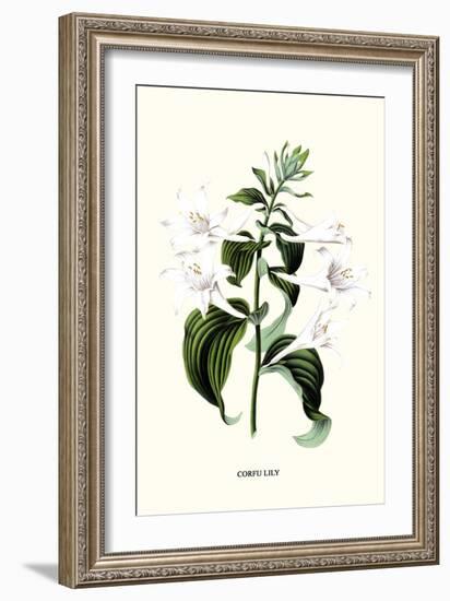 Corfu Lily-Louis Van Houtte-Framed Art Print