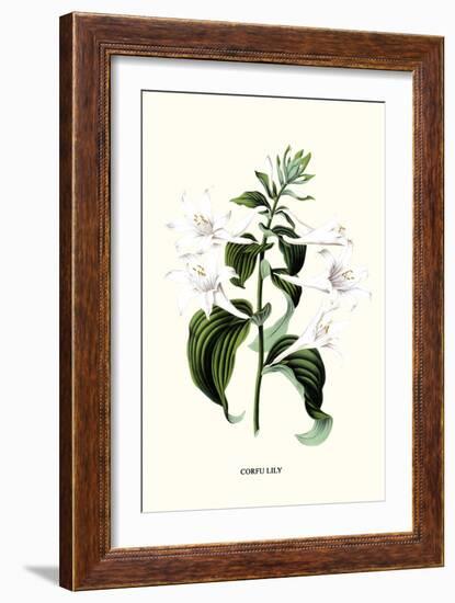 Corfu Lily-Louis Van Houtte-Framed Art Print