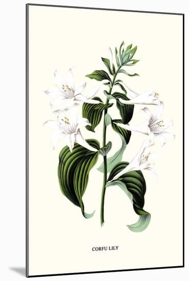 Corfu Lily-Louis Van Houtte-Mounted Art Print