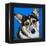 Corgi Cuteness II-Carolee Vitaletti-Framed Stretched Canvas