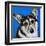 Corgi Cuteness II-Carolee Vitaletti-Framed Art Print