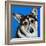 Corgi Cuteness II-Carolee Vitaletti-Framed Art Print