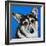 Corgi Cuteness II-Carolee Vitaletti-Framed Art Print