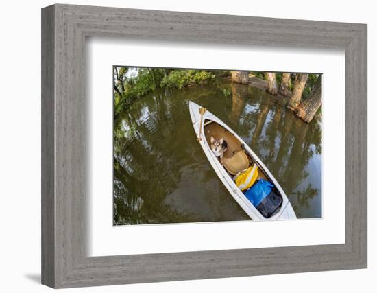 Corgi Dog in a Decked Expedition Canoe on a Lake in Colorado, a Distorted Wide Angle Fisheye Lens P-PixelsAway-Framed Photographic Print