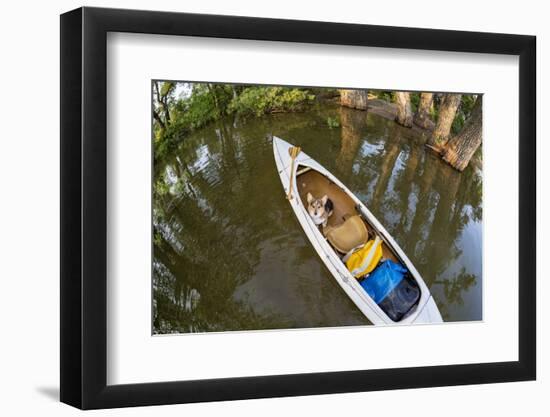 Corgi Dog in a Decked Expedition Canoe on a Lake in Colorado, a Distorted Wide Angle Fisheye Lens P-PixelsAway-Framed Photographic Print