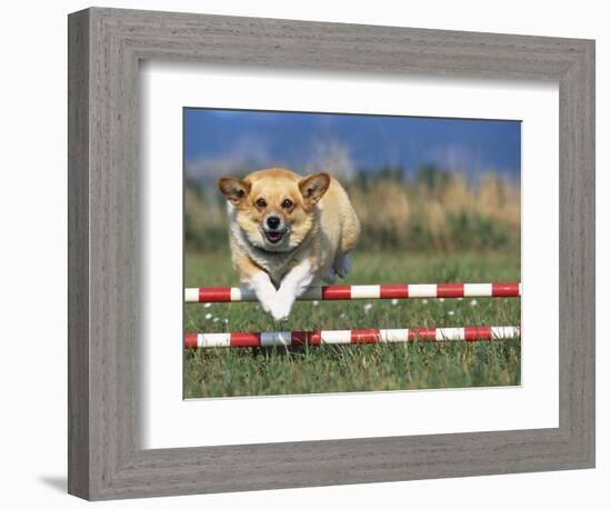 Corgi Jumping over Obstacle at Dog Agility Competition-Chase Swift-Framed Photographic Print