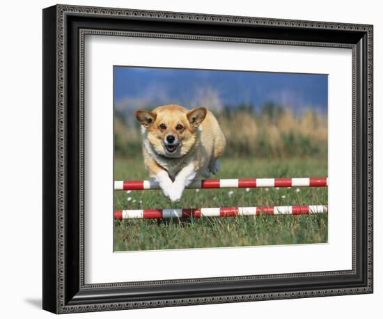 Corgi Jumping over Obstacle at Dog Agility Competition-Chase Swift-Framed Photographic Print