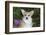 Corgi-Lynn M^ Stone-Framed Photographic Print