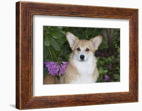 Corgi-Lynn M^ Stone-Framed Photographic Print