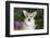 Corgi-Lynn M^ Stone-Framed Photographic Print