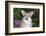 Corgi-Lynn M^ Stone-Framed Photographic Print