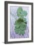 Coriander Leaves-Maxine Adcock-Framed Photographic Print