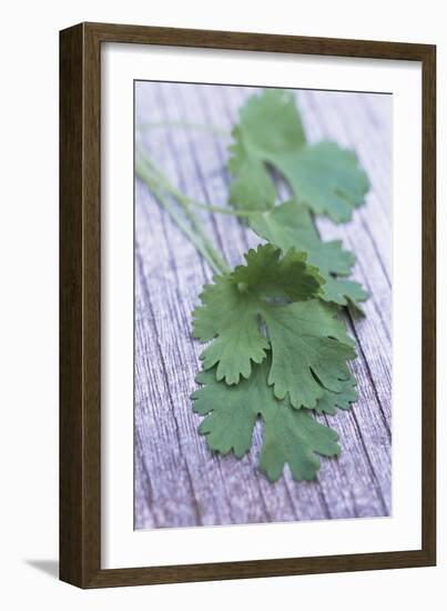 Coriander Leaves-Maxine Adcock-Framed Photographic Print