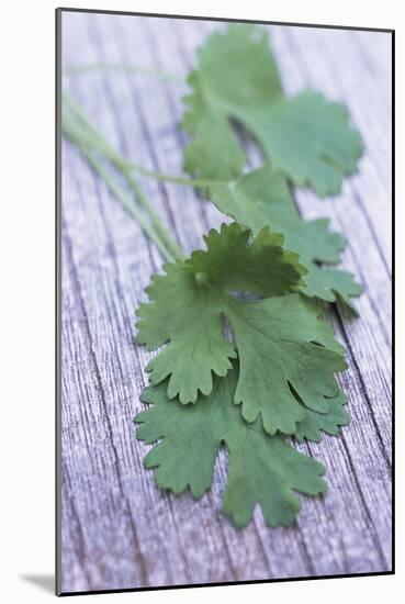 Coriander Leaves-Maxine Adcock-Mounted Photographic Print
