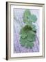 Coriander Leaves-Maxine Adcock-Framed Photographic Print