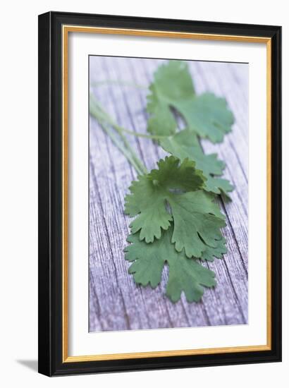 Coriander Leaves-Maxine Adcock-Framed Photographic Print