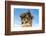 Corinthian Capital, Utica Punic and Roman Archaeological Site, Tunisia, North Africa-Nico Tondini-Framed Photographic Print