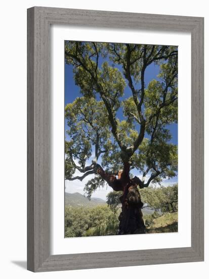 Cork Oak (Quercus Suber) Trees-Bob Gibbons-Framed Photographic Print