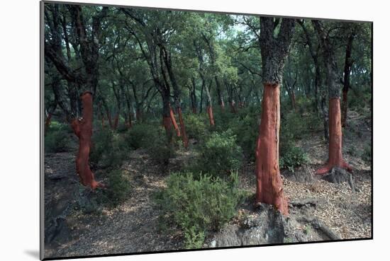 Cork Oak Trees-CM Dixon-Mounted Photographic Print