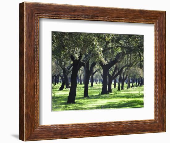 Cork Trees in Alentejo. Portugal-Mauricio Abreu-Framed Photographic Print