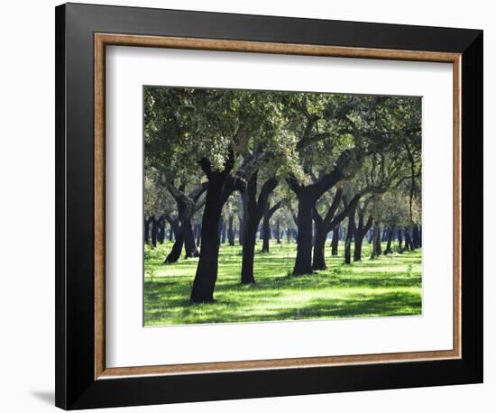 Cork Trees in Alentejo. Portugal-Mauricio Abreu-Framed Photographic Print