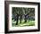 Cork Trees in Alentejo. Portugal-Mauricio Abreu-Framed Photographic Print